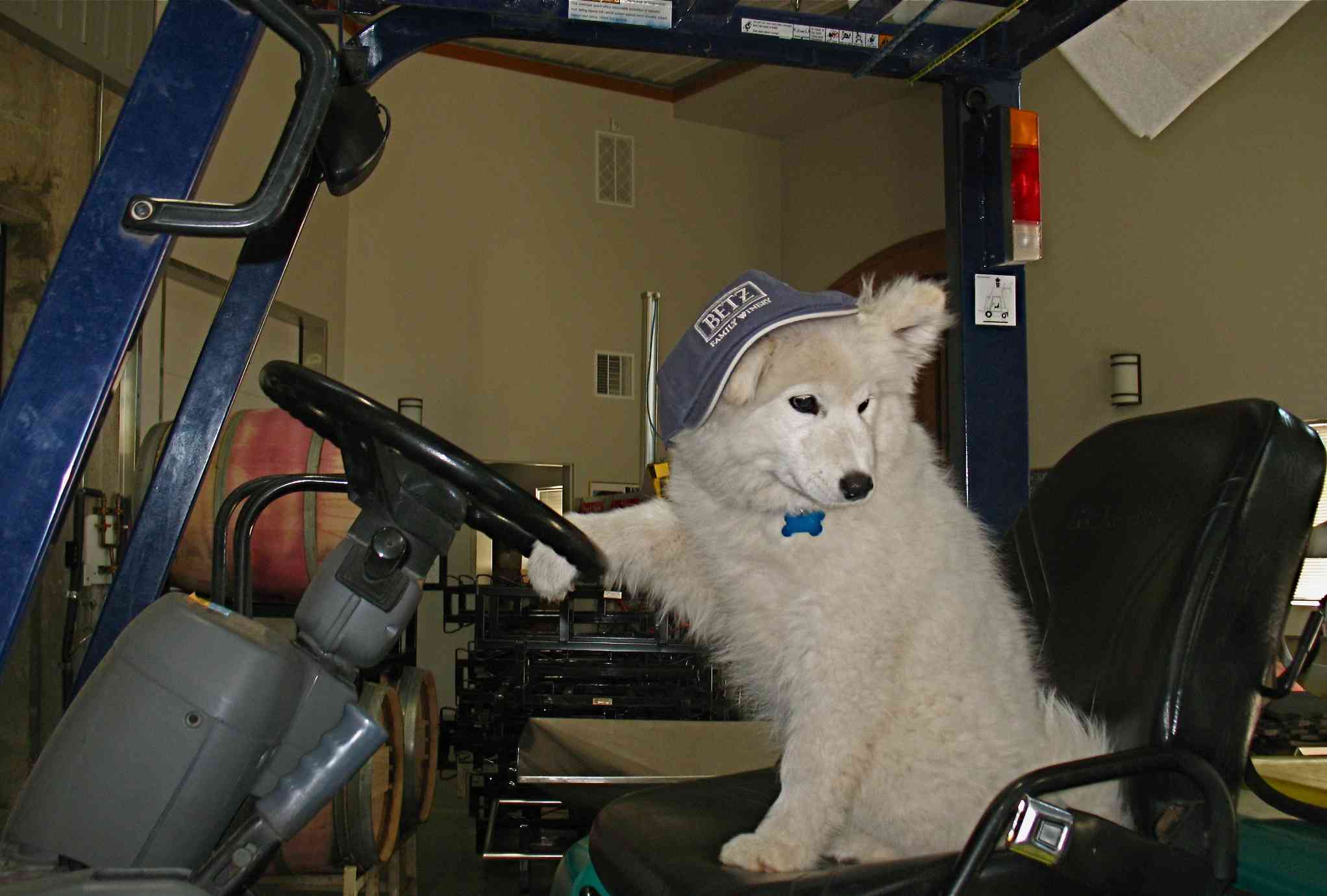 Forklift Girl